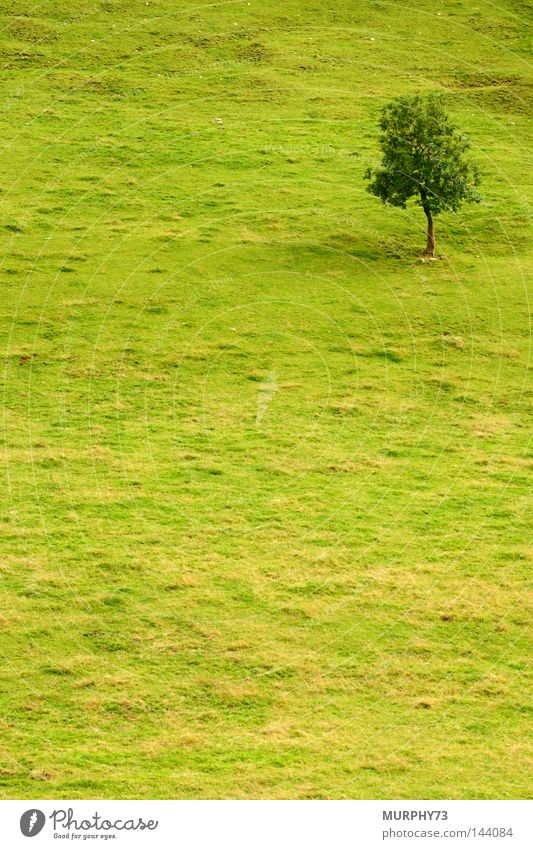 Baum in Grün Weide Wiese Berghang Einsamkeit grün Sommer Hanglage am grünsten