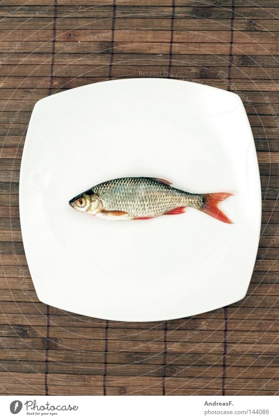Sushi Fisch Japan Japanisch Teller Ernährung Mahlzeit fischig Fischgericht Restaurant Ekel Rotauge Angeln Fischereiwirtschaft Flosse Tod lecker Abendessen