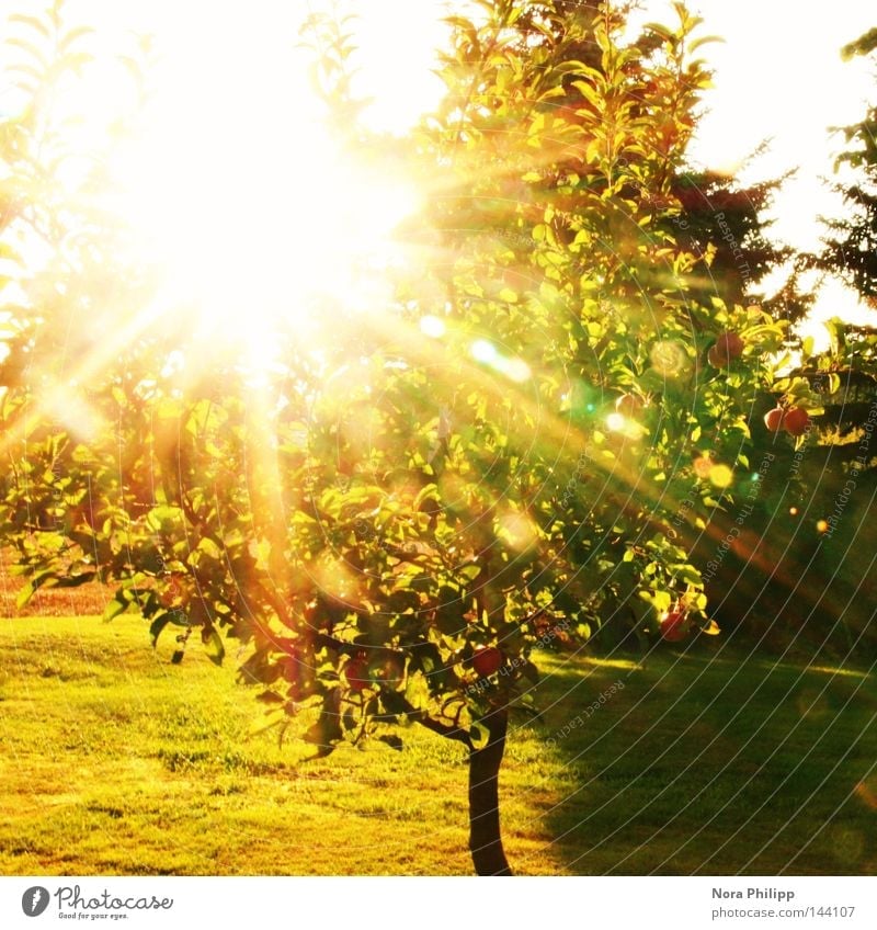 Sun is shining Farbfoto Außenaufnahme Tag Licht Schatten Sonnenlicht Sonnenstrahlen Gegenlicht Apfel Sommer Garten Natur Schönes Wetter Wärme Baum Blatt Wiese