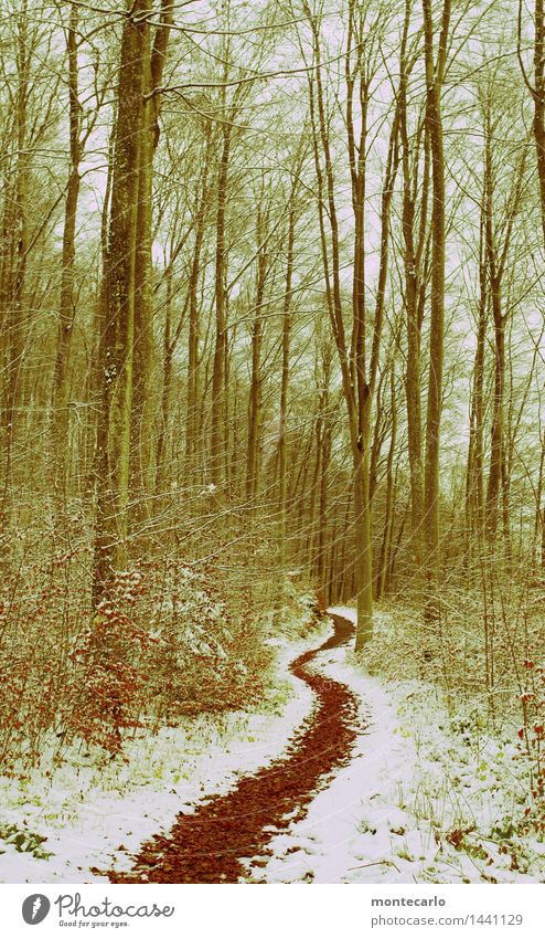 ich geh meinen weg..... Umwelt Natur Landschaft Pflanze Urelemente Erde Winter Wetter Schnee Baum Sträucher Blatt Grünpflanze Wildpflanze Wege & Pfade Fußweg