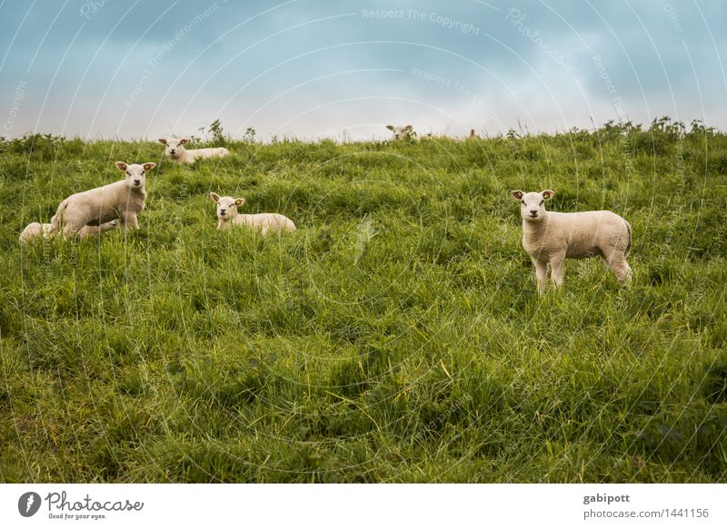 noch mehr schafe zum zählen Umwelt Natur Landschaft Himmel Sommer Schönes Wetter Wiese Hügel Tier Haustier Nutztier Schaf Lamm Schafherde Tiergruppe Herde