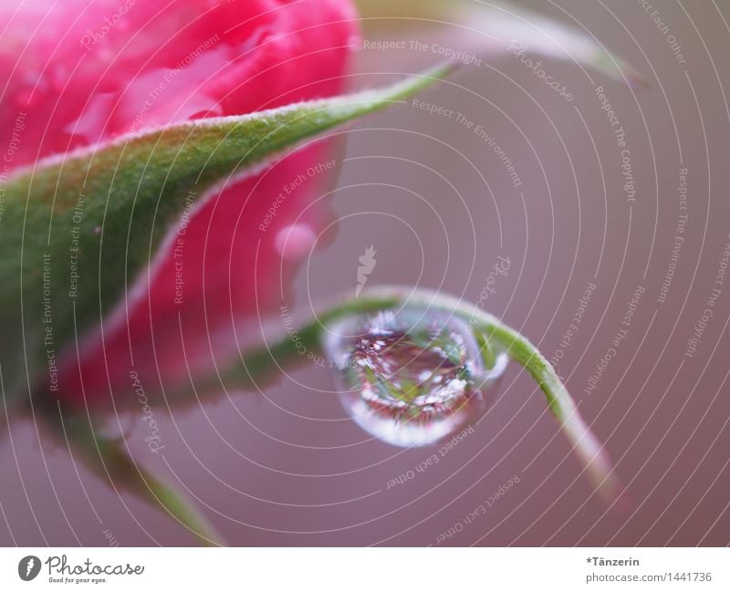 Tropfen Natur Pflanze Urelemente Wassertropfen Wetter Regen Rose Blüte Garten Park ästhetisch elegant nass natürlich schön weich achtsam ruhig Farbfoto