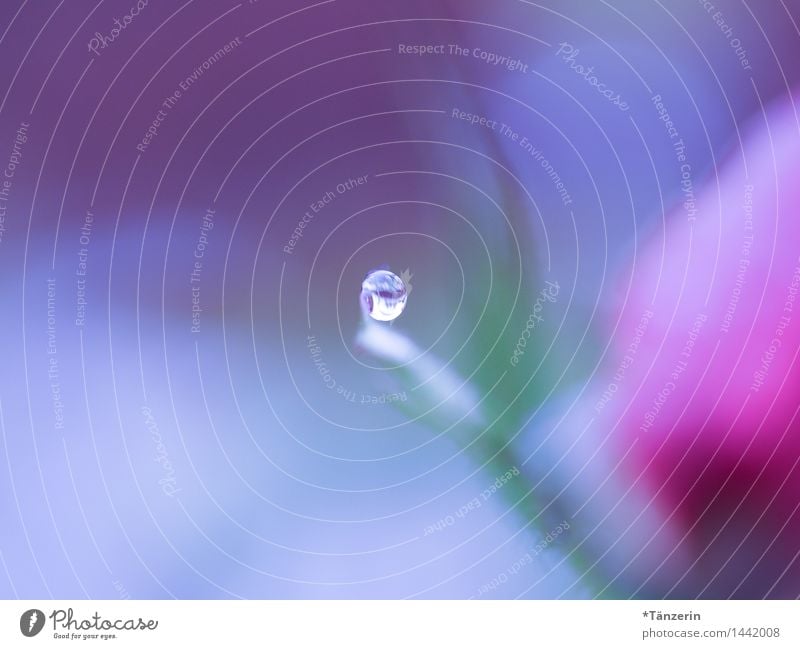 die Welt verschwimmt in blau und rosa Natur Pflanze Urelemente Wassertropfen Herbst Winter Rose Blüte ästhetisch nass natürlich schön weich achtsam Gelassenheit