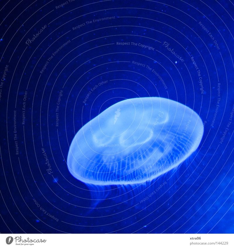 sanft Qualle durchsichtig Meer Lebewesen Nesseltiere Fisch blau Wasser meeresbewohner