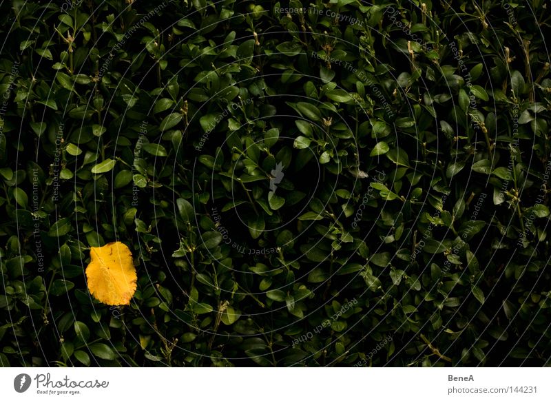 Herbst Blatt gelb orange Hecke grün Wand Ecke Fleck gefleckt Farbe Farbstoff Farbfleck Herbstbeginn färben Tod Einsamkeit Herbstlaub Herbstwald mehrfarbig Natur