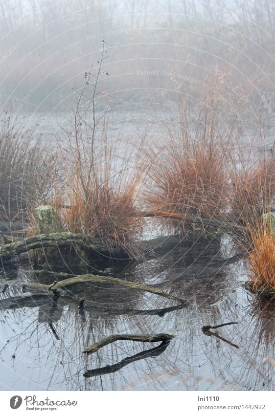 Nebel im Moor Umwelt Natur Landschaft Pflanze Urelemente Wasser Wassertropfen Herbst Wetter Gras Moorhexe im Nebel Teich außergewöhnlich fantastisch nass