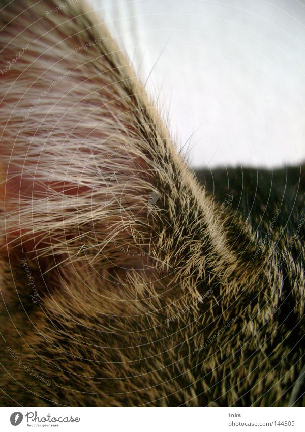 Hörsinn Katze Tier hören Fell grau braun Säugetier Hauskatze Ohr Haare & Frisuren