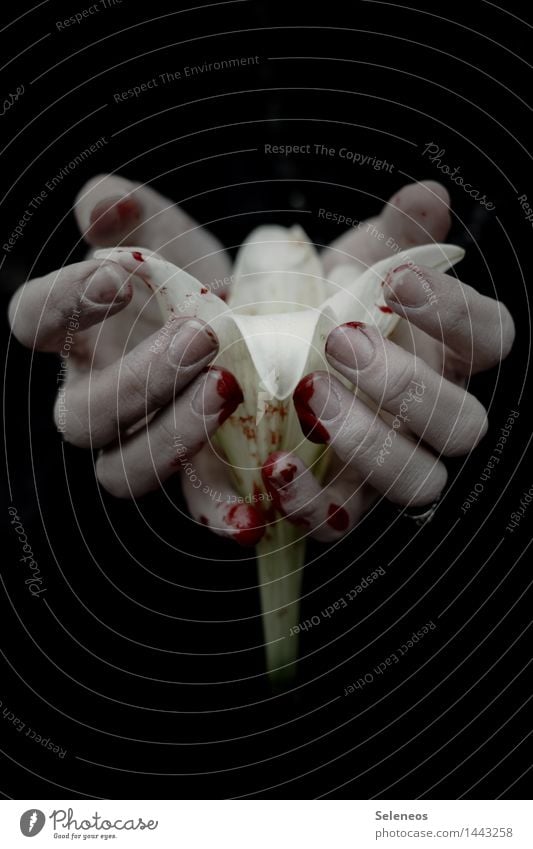 Gruselzeit Halloween Mensch Hand Finger 1 Pflanze Blume Blüte Lilien gruselig Gefühle Traurigkeit Schmerz Blut Tropfen Thriller Kriminalroman Farbfoto