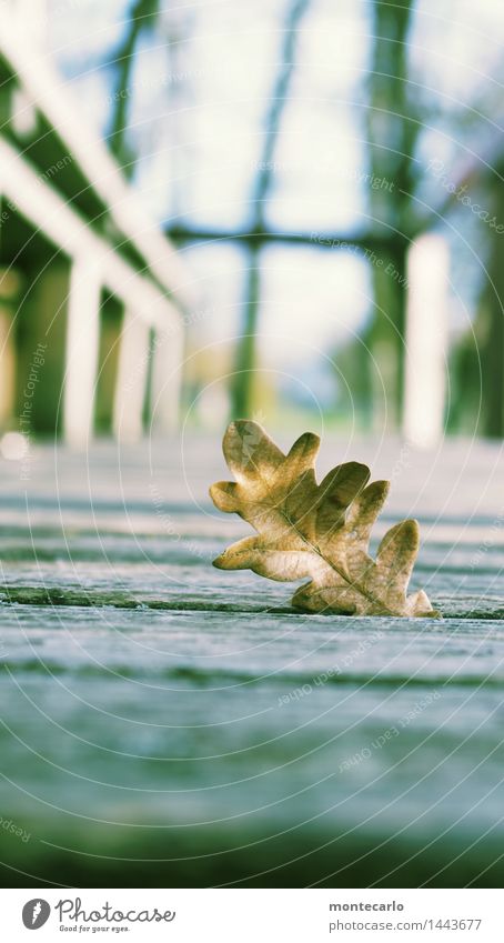 vergessen Umwelt Natur Luft Herbst Schönes Wetter Pflanze Blatt Grünpflanze Wildpflanze Veranda Holz alt dünn authentisch kalt natürlich trocken wild weich