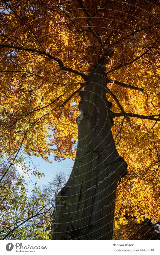 Herbst, Baum, goldenes Blattwerk Ferien & Urlaub & Reisen Ausflug Forstwirtschaft Natur Tier Himmel Sonne Schönes Wetter Park alt ästhetisch fest groß hoch blau