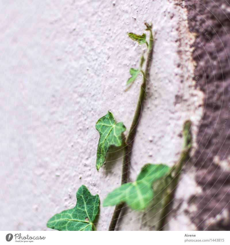 aufstrebend Pflanze Blatt Efeu Kletterpflanzen Ranke Trieb Mauer Wand Fassade Stein Beton Wachstum einfach grün rosa Willensstärke Mut Tatkraft anstrengen
