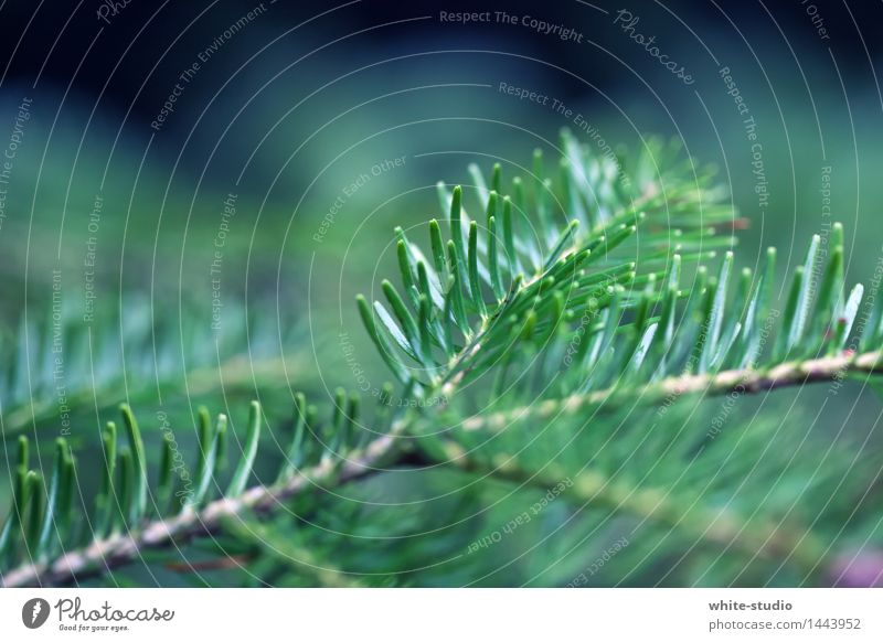 Weihnachtszweig Tannenzweig grün Weihnachten & Advent Tiefenschärfe Anti-Weihnachten Zweige u. Äste Nadelbaum Tannennadel Fichte Farbfoto