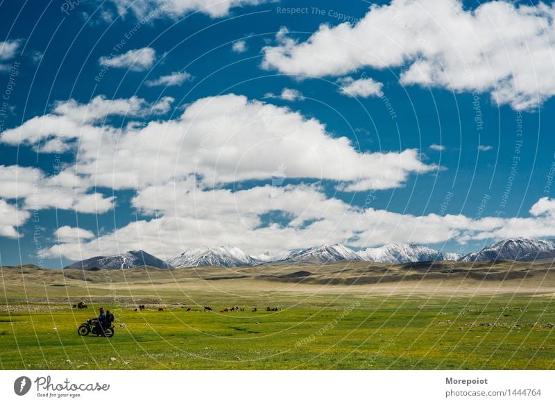 Motorrad vor und Kühe grasen auf dem Feld vor den Hügeln Kuh Hügelseite Hügelige Landschaft Nomade Altai Natur grün Gras Sommer Bauernhof Weide Rind Wiese