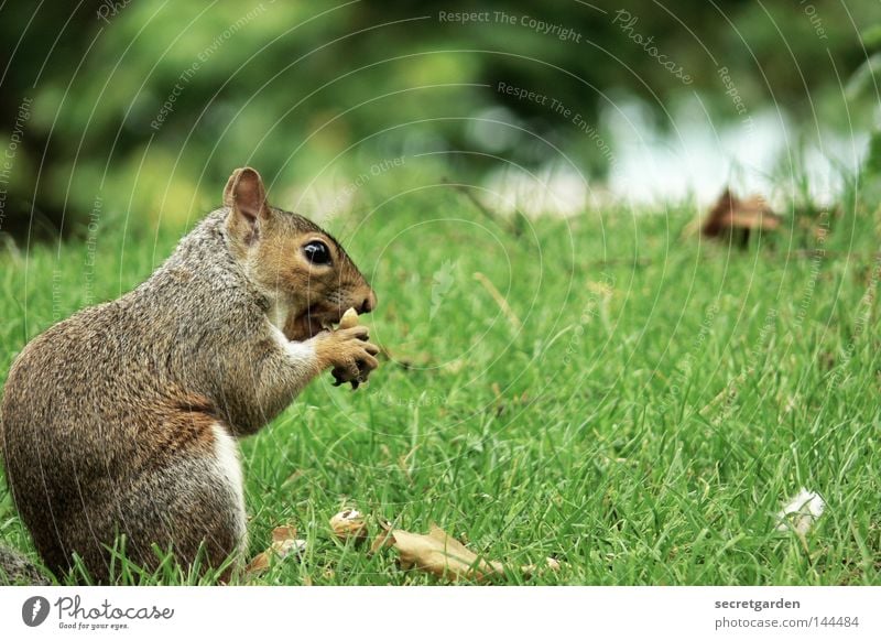 schwanzlos Eichhörnchen Park Tier festhalten Besitz Wachsamkeit Oberkörper grau füttern Futter geizig Gier Geschwindigkeit grün Hintergrundbild Wunsch niedlich