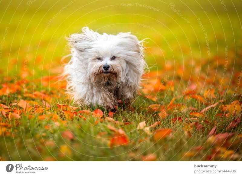 Herbst Wiese Natur Tier Gras Blatt langhaarig Haustier Hund 1 klein grün weiß Bichon Bichon Havanais Havaneser Jahreszeiten Orange Säugetier Textfreiraum flare