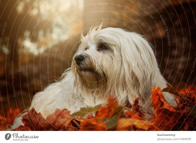 Havaneser im Herbstlaub Natur Tier Gras Blatt langhaarig Haustier Hund 1 liegen klein grün orange weiß Bichon Bichon Havanais Jahreszeiten Säugetier