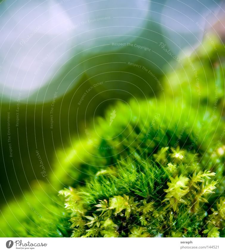 Mooswelten Pflanze grün zart Muster Hintergrundbild Laubmoos Blatt Bodendecker Sporen Umwelt Umweltschutz Symbiose weich Unschärfe dunkel Botanik Licht Nest