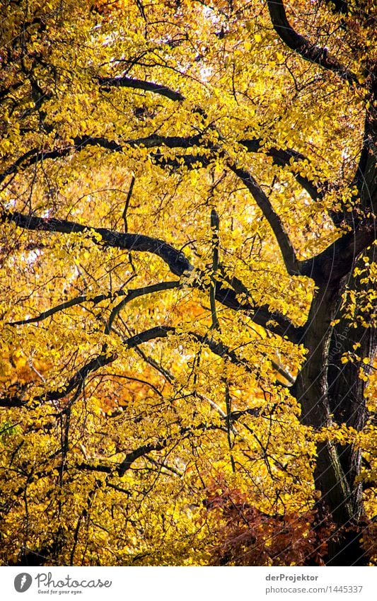 Der Herbst ist gelb Ferien & Urlaub & Reisen Tourismus Ausflug Ferne Sightseeing wandern Umwelt Natur Landschaft Pflanze Schönes Wetter Baum Blatt Park Wald