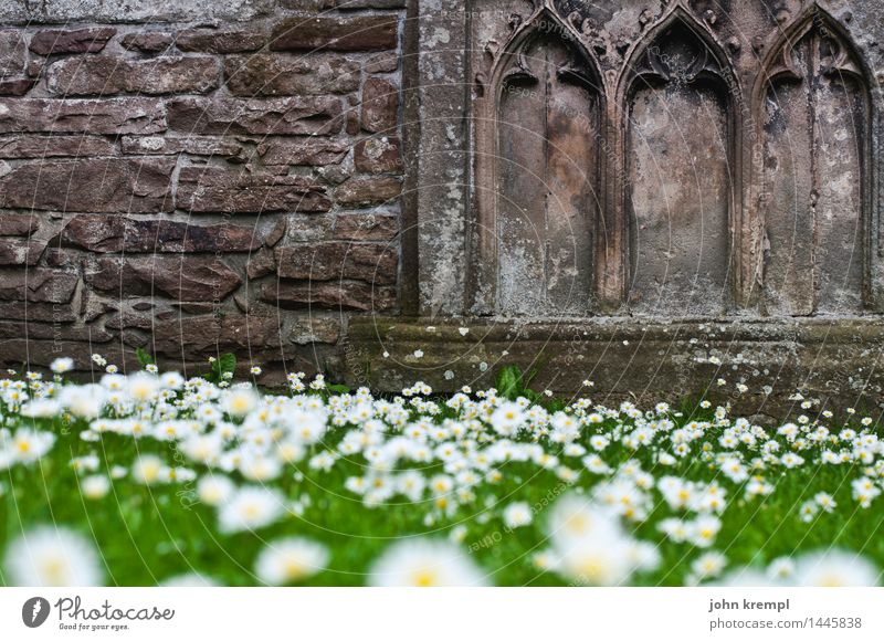 Grasedrale Pflanze Gänseblümchen Park Wiese Elgin Schottland Kirche Dom Ruine Fassade Sehenswürdigkeit Blühend historisch Glück Lebensfreude Vertrauen Schutz