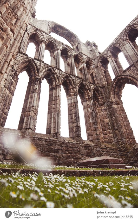 Himmelhoch jauchzend Gänseblümchen elgin Schottland Kirche Ruine Bauwerk Kathedrale Sehenswürdigkeit Blühend eckig gigantisch historisch Güte Trauer