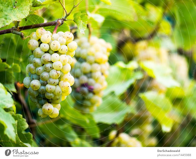 Weintrauben am Zaun Lebensmittel Frucht Ernährung Bioprodukte Vegetarische Ernährung Slowfood Fingerfood Wellness Erholung Duft Natur Pflanze Blatt Grünpflanze