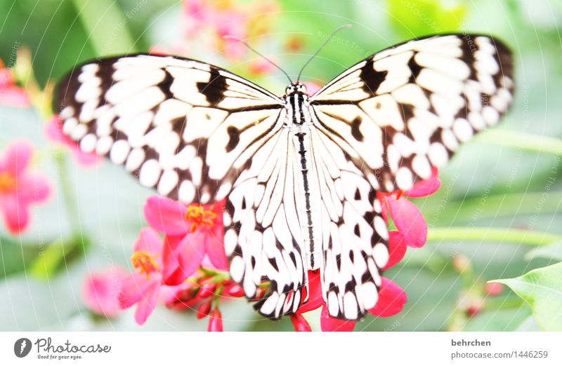 10 cm spannweite Natur Pflanze Tier Frühling Sommer Schönes Wetter Blume Blatt Blüte Garten Park Wiese Wildtier Schmetterling Tiergesicht Flügel