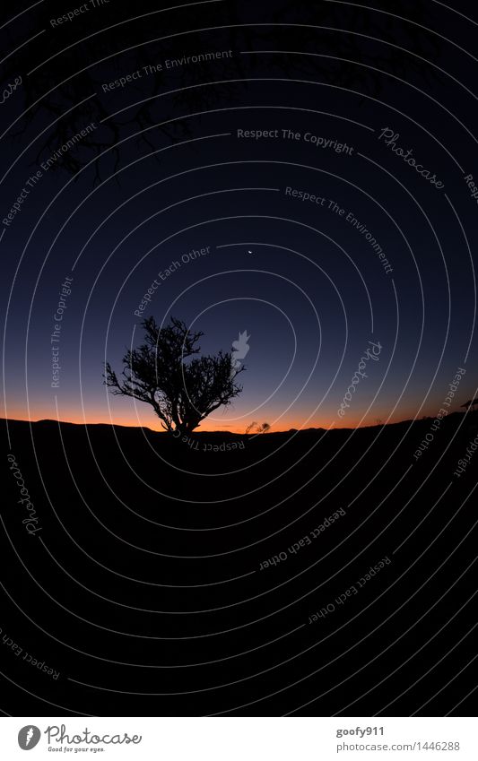 Der Tag geht zu Ende Natur Landschaft Himmel Wolkenloser Himmel Nachthimmel Sonnenaufgang Sonnenuntergang Mond Schönes Wetter Baum Wüste genießen