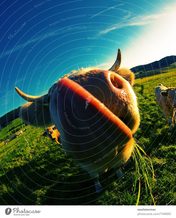 Lecker schlecker Cross Processing Digitalfotografie Grünstich Gelbstich Kuh Rind Steak Zunge Horn Ohr lutschen Ernährung Gras Rasen Himmel Wolken Wiese Natur