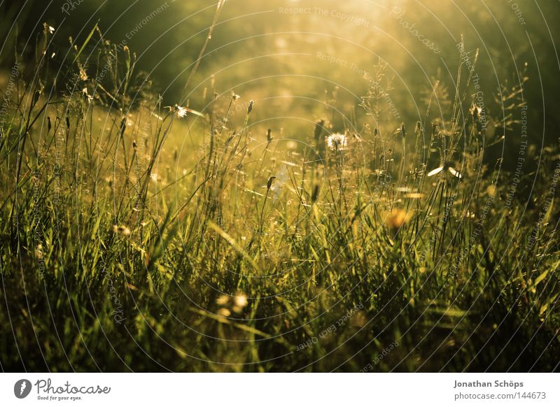 Wiese in Skassa Freude schön Leben Erholung ruhig Freizeit & Hobby Natur Blume Gras träumen ästhetisch gelb grün Gefühle Vertrauen friedlich Gelassenheit