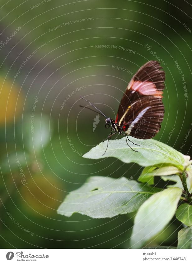 Kringel Tier Schmetterling Flügel 1 Stimmung Zoo Sommer schön zart Blatt Pflanze Farbfoto Außenaufnahme Detailaufnahme Makroaufnahme Tag