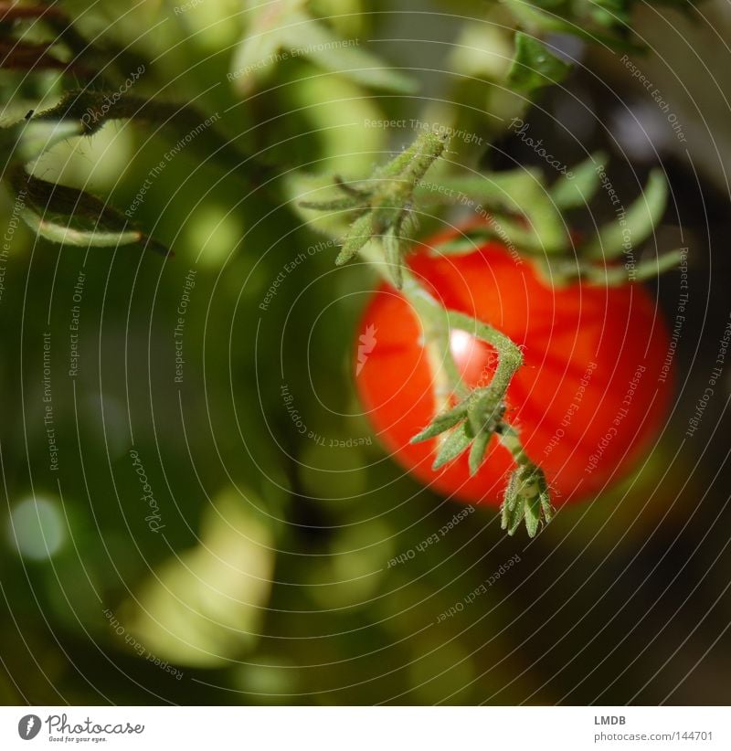 I say tomato... rot grün Pflanze Gesundheit frisch Nachtschattengewächse Unschärfe lecker Vitamin Erntedankfest Italien knackig Gemüse Tomate Ernährung