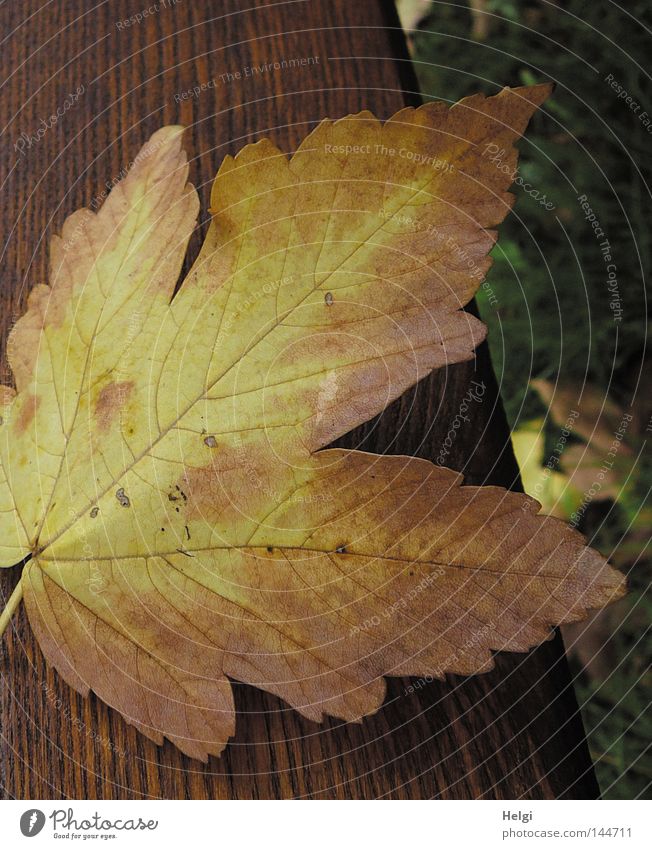 Nahaufnahme eines herbstlich gelb-braun gefärbten Ahornblattes  auf Holz Herbst Blatt fallen färben Farbe Baum Bank Holzbrett liegen Gras Wiese Herbstfärbung