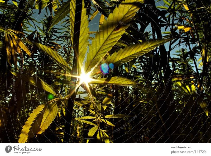 Gebt das Hanf frei ! Rauschmittel Sonne Blatt Feld Industriehanf Plantage Cannabis Faserpflanze Blendenfleck Farbfoto Morgen Lichterscheinung Sonnenstrahlen