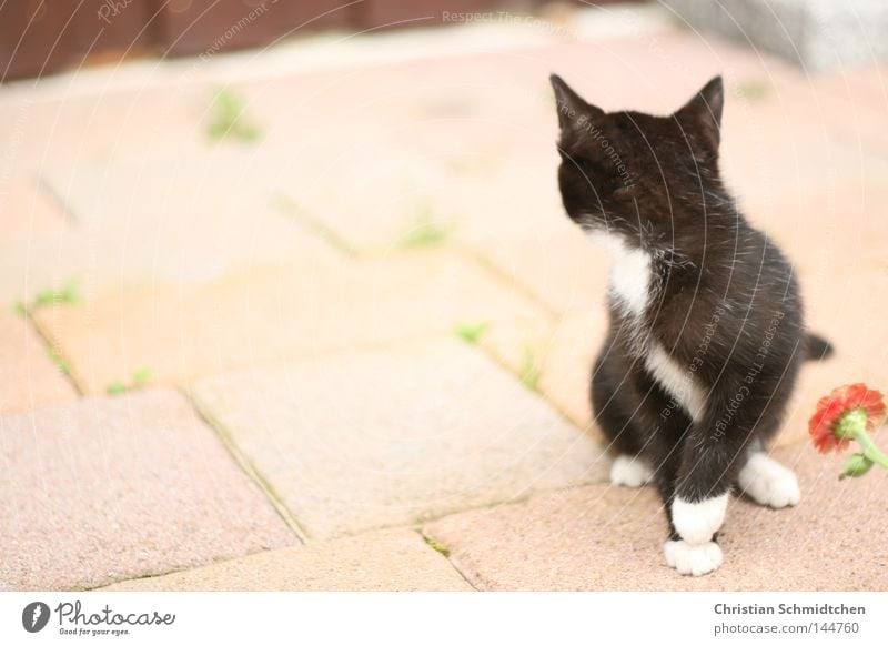 miez Hauskatze Katze Blume Stein schwarz weiß Ohr Säugetier