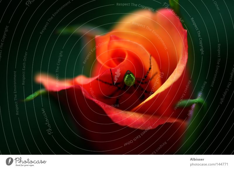 Beauty and the Beast Spinne Rose Blume rot orange schwarz grün schön Biest hässlich Romantik Pflanze Farbe Makroaufnahme Nahaufnahme red black