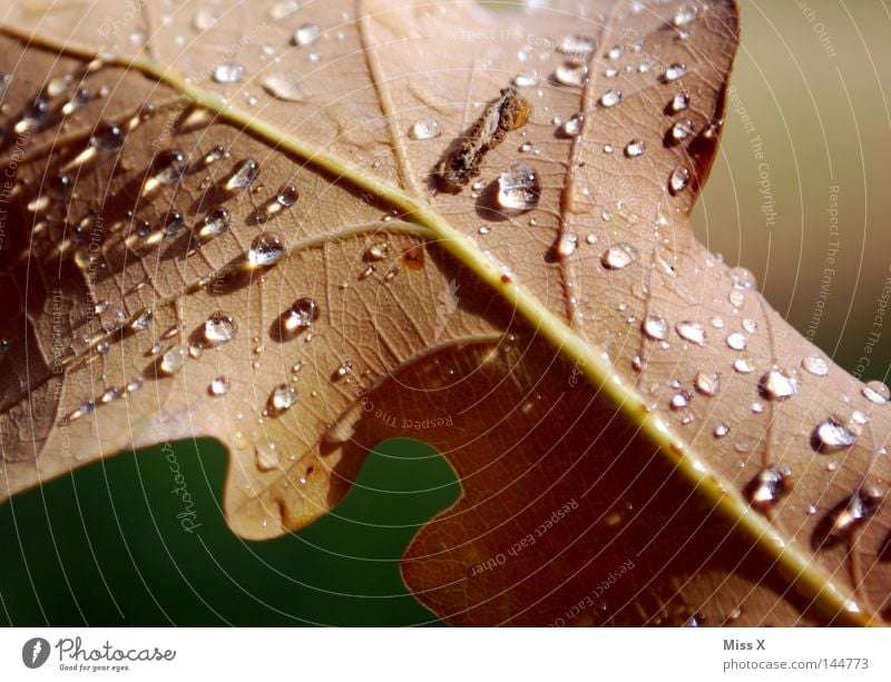 Der schöne Regentag Farbfoto Detailaufnahme Makroaufnahme Wasser Wassertropfen schlechtes Wetter Gewitter Blatt Tropfen braun grün Gefäße Eichenblatt