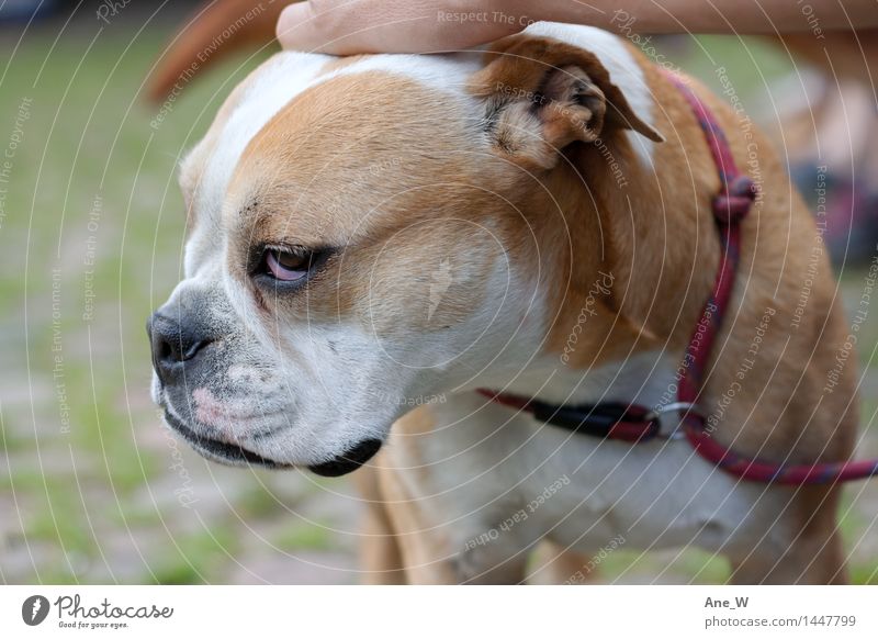 Hundstage Park 1 Tier Hundeleine berühren stehen nerdig niedlich Gefühle Tierliebe Selbstbeherrschung Unlust Gelassenheit nah Freundschaft Partnerschaft