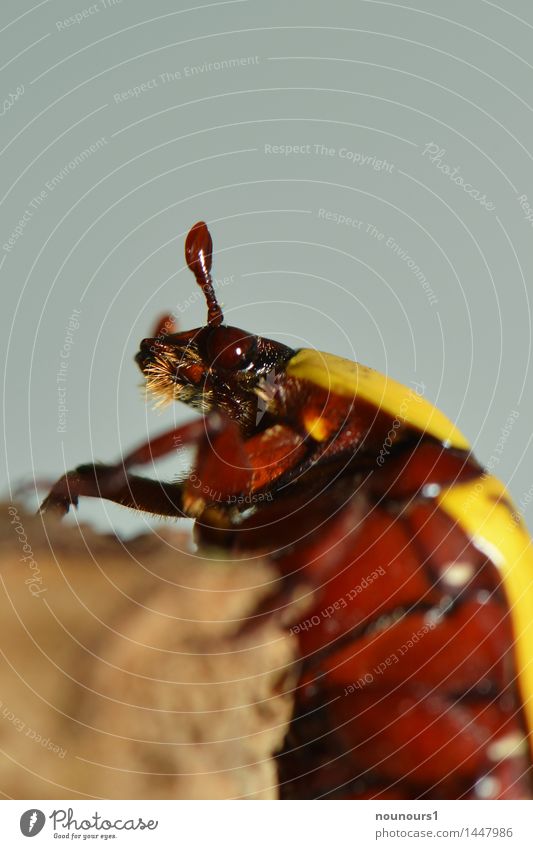 Kongorosenkäfer Tier Wildtier Käfer Tiergesicht Flügel 1 krabbeln exotisch gruselig braun gelb Ast Insekt kongorosenkäfer Rosenkäfer schön Farbfoto