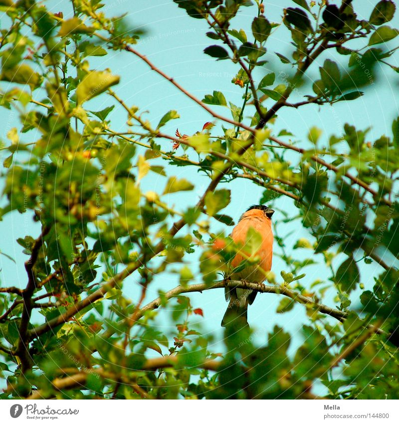 Dompfaffenfrühling Umwelt Natur Pflanze Tier Frühling Baum Blatt Vogel Gimpel 1 hocken sitzen klein natürlich grün Singvögel Zweige u. Äste orange verborgen