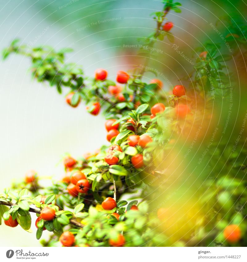 Is bald Frühling? Natur Pflanze Sträucher Blatt blau grün rot Beeren rund Ast Zweig viele Unschärfe durcheinander Jahreszeiten frisch natürlich knallig Farbfoto
