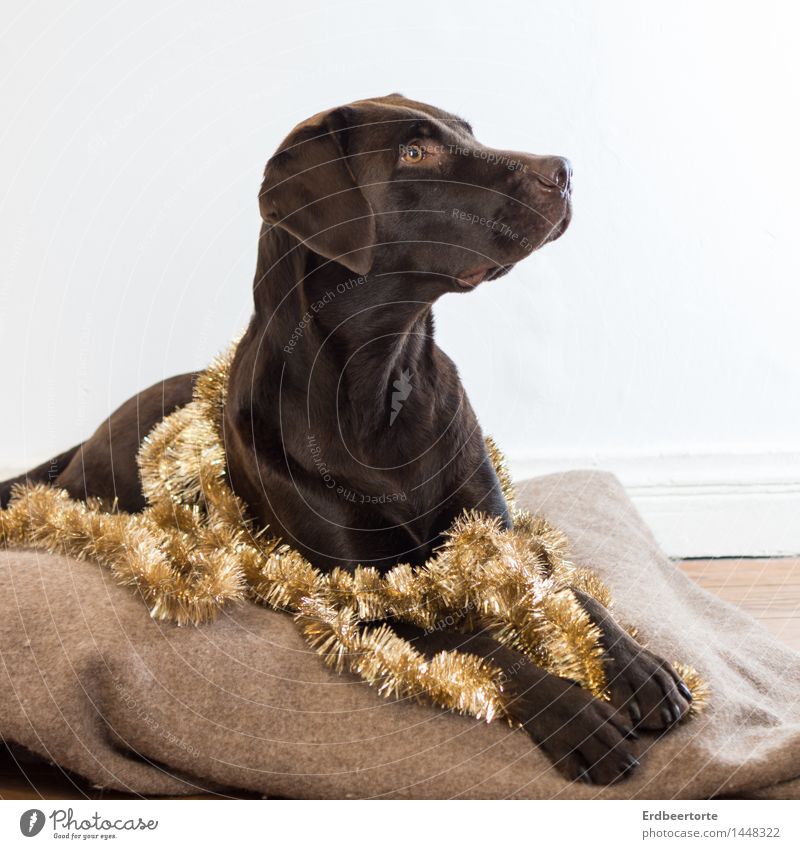 Diva elegant Party Feste & Feiern Weihnachten & Advent Tier Haustier Hund Labrador 1 beobachten liegen braun gold Wachsamkeit festlich Girlande Lametta