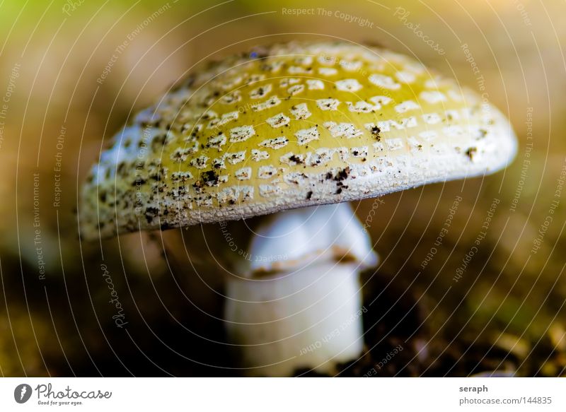 Ein Männlein... Sporen Waldboden Pilzhut gepunktet Perlpilz Umwelt Umweltschutz Biologie Reifezeit Herbst ökologisch Symbiose Lebensformen Natur speisepilz