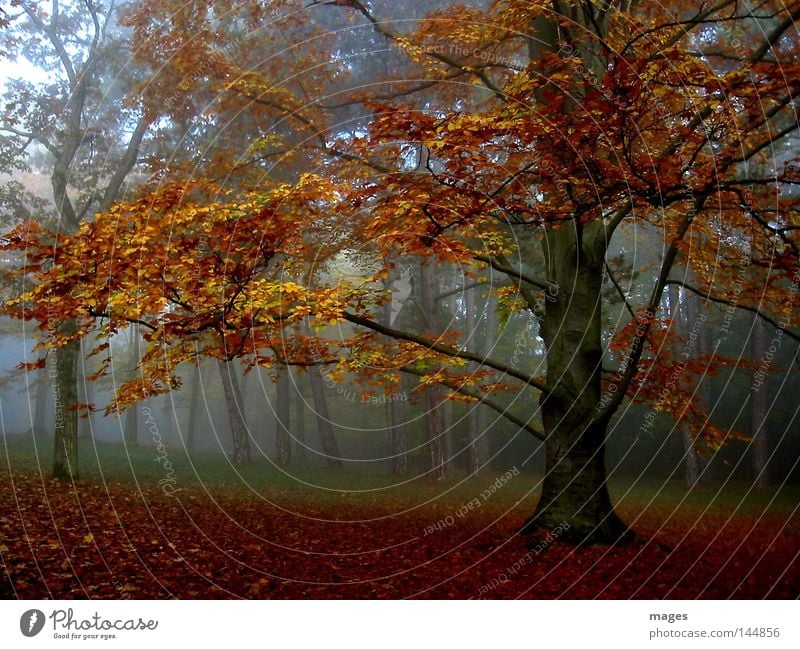 Herbstwald Baum Nebel Morgen Wald Blatt feucht orange gelb braun gold ruhig Frieden Morgennebel Morgendämmerung friedlich