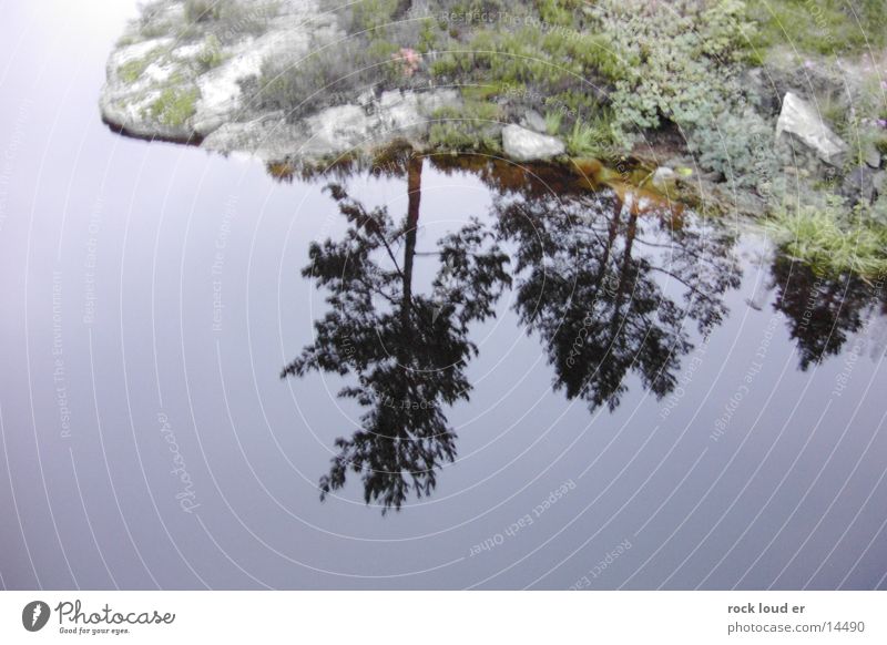 Reflections of NorWay Baum grün Norwegen Reflexion & Spiegelung See besinnlich Wasser Landschaft ruhig Reflektion Selbstportrait