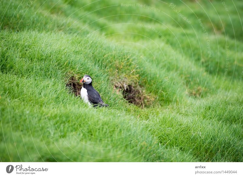Atlantische Papageientaucher, Fratercula arctica Sommer Umwelt Natur Landschaft Pflanze Tier Gras Vogel lustig natürlich wild schwarz weiß positiv atemberaubend