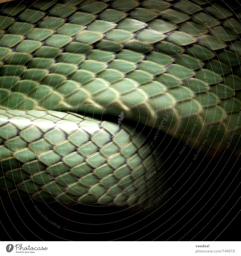 Morphologie der Schuppen Reptil Schlange Natter häuten Schlangenhaut grün glänzend gefährlich Tier Lurch Amphibie Haut würgen würglich flink Bewegung