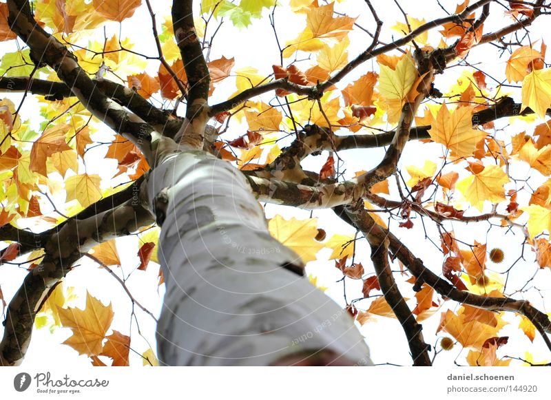 Herbst 1 Baum Blatt Baumstamm Jahreszeiten Licht gelb braun grün Vergänglichkeit Perspektive Farbe Platane Ast orange