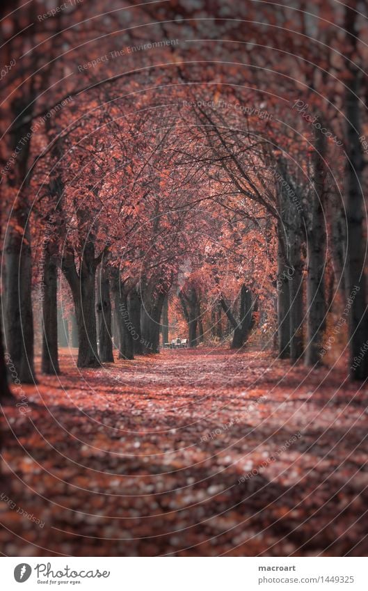 Herbst Allee herbstlich Jahreszeiten mehrfarbig fallen gefallen Blatt Herbstlaub rot Wege & Pfade Baum Kastanienbaum Natur natürlich