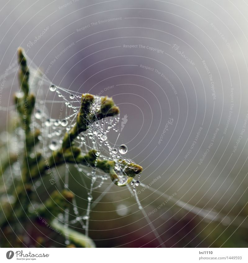 Spinnennetz mit Wassertropfen Umwelt Natur Pflanze Luft Herbst Nebel Baum Wildpflanze Lebensbaum mit Spinnengewebe Garten Park Wiese Feld frisch glänzend nass