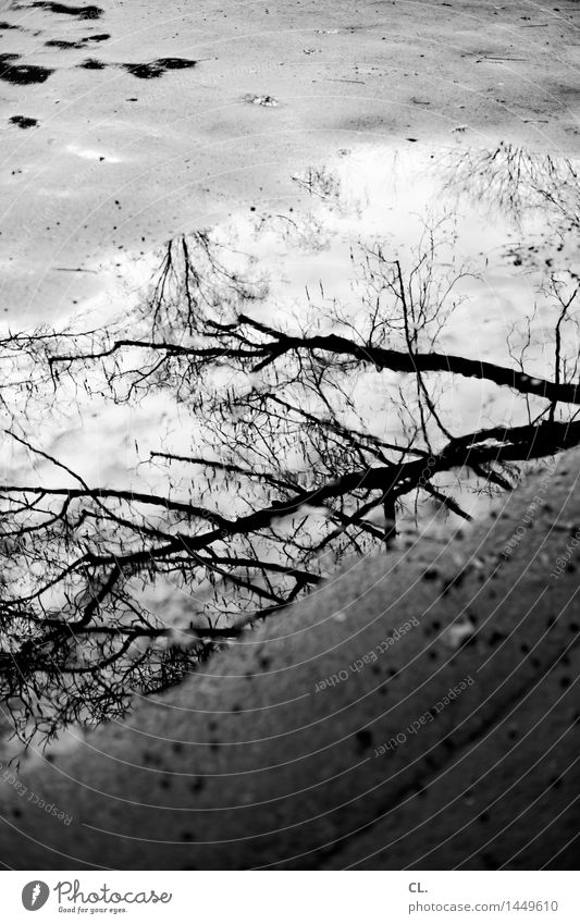pfütze Umwelt Natur Wasser Herbst Winter Klima Wetter schlechtes Wetter Regen Baum Ast Boden nass trist Vergänglichkeit Pfütze Schwarzweißfoto Außenaufnahme